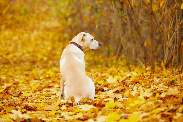 Cão no outono — Fotografia de Stock