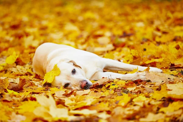 Cão no outono — Fotografia de Stock