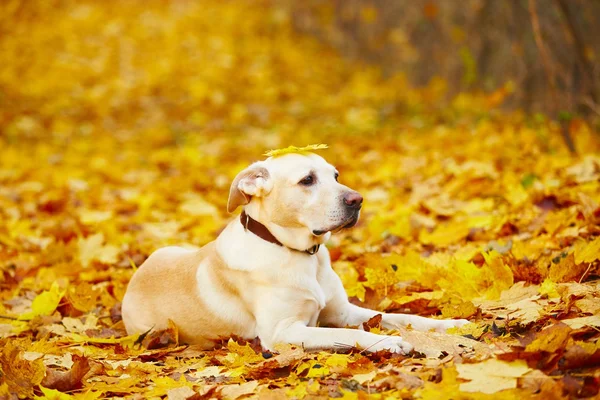 Cão no outono — Fotografia de Stock