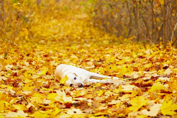 Perro en otoño — Foto de Stock