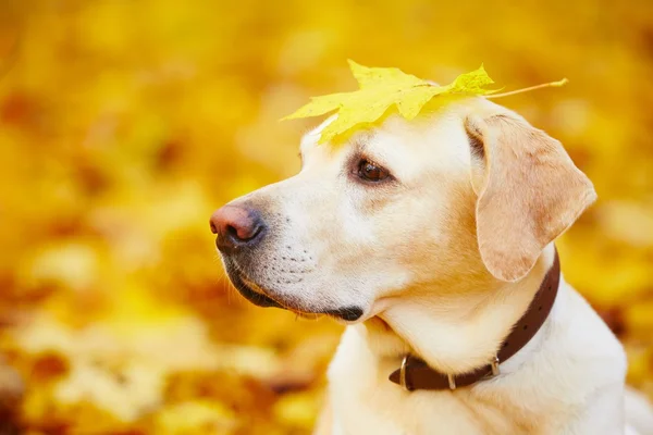 Perro en otoño — Foto de Stock