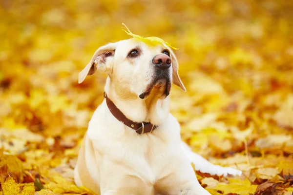 Perro en otoño —  Fotos de Stock