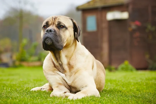 Dog in the garden — Stock Photo, Image