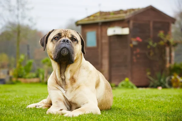 Hond in de tuin — Stockfoto