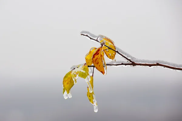 Icy rain — Stock Photo, Image