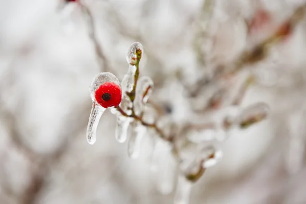 Frozen rosehip — Stock Photo, Image