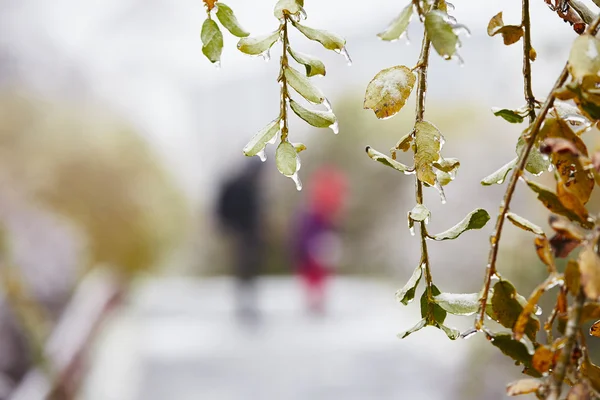 Icy rain — Stock Photo, Image