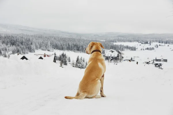 Winterliches Abenteuer — Stockfoto