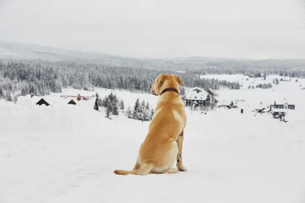 Wintry adventure — Stock Photo, Image