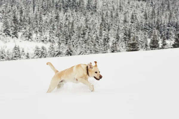 Winterliches Abenteuer — Stockfoto