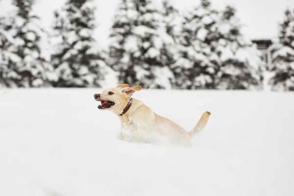 Winterliches Abenteuer — Stockfoto