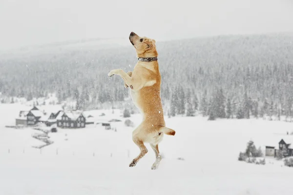 Avventura invernale — Foto Stock