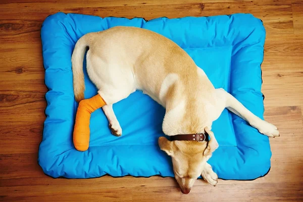 Hund med brutet ben — Stockfoto