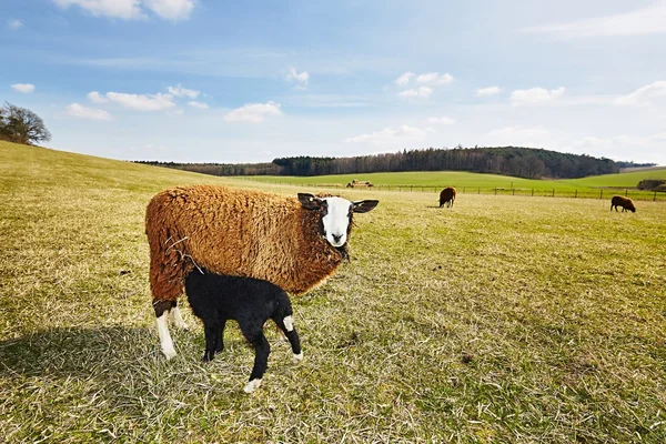 Sheep — Stock Photo, Image