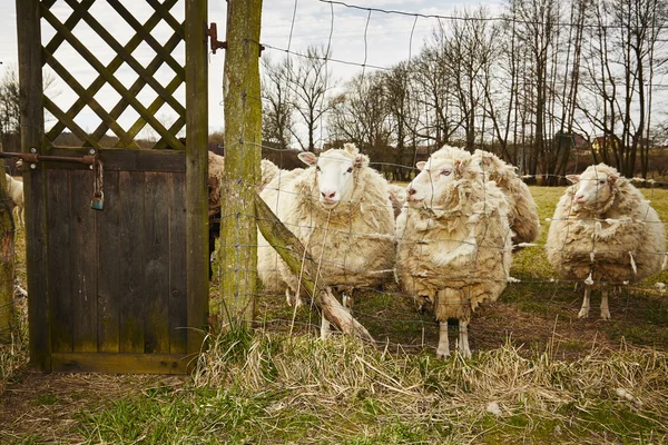 Schafe — Stockfoto