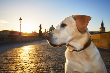 Güneşin doğuşunu köpeğe