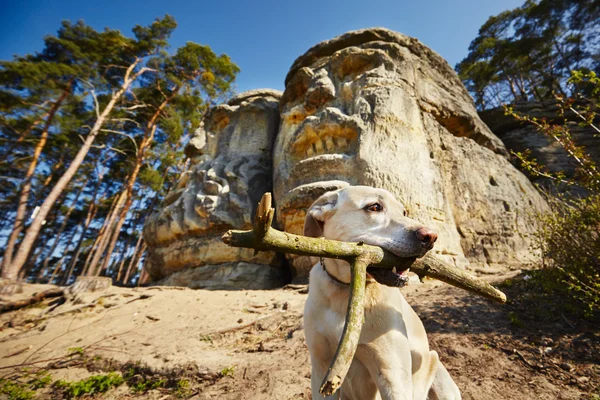 개와 악마 머리 — 스톡 사진