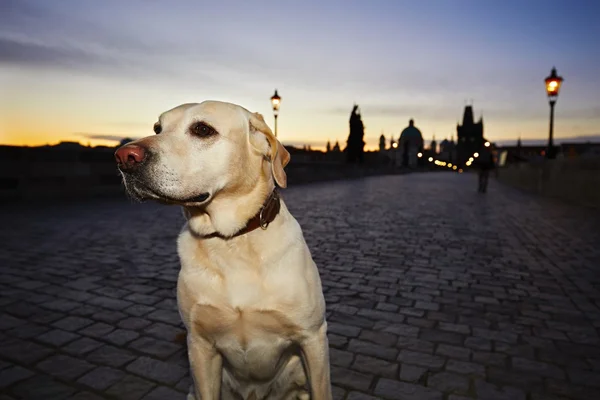 Hond bij de zonsopgang — Stockfoto