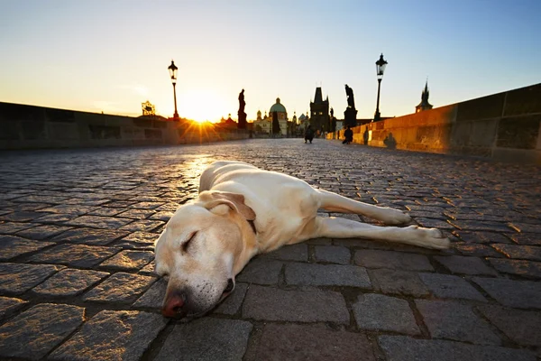 日出时的狗 — 图库照片