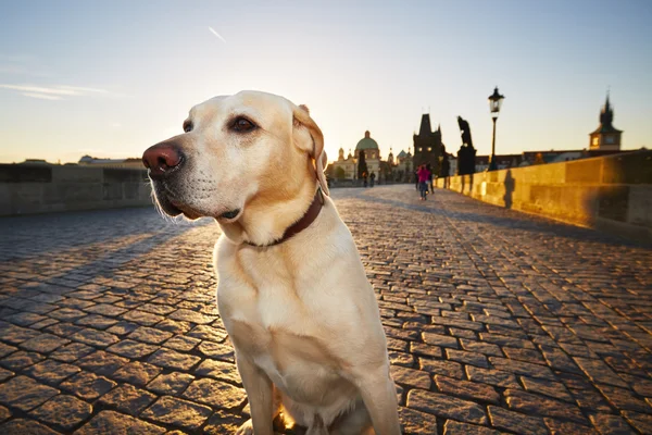 Hond bij de zonsopgang — Stockfoto