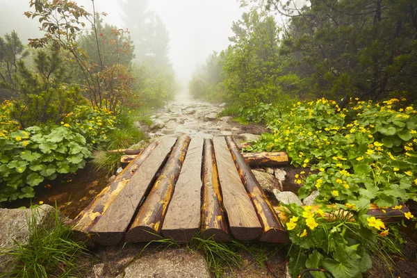 Path in the mountains — Stock Photo, Image