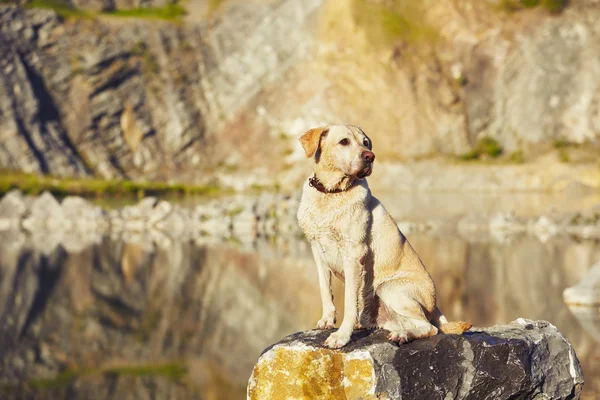 Cane in attesa — Foto Stock