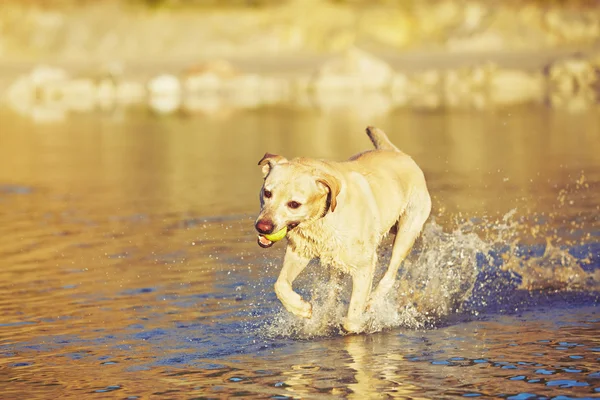 El perro corre en el agua —  Fotos de Stock