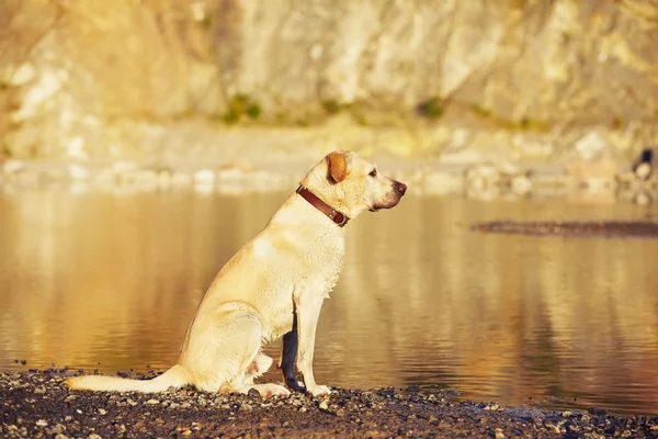 Hond in het wachten — Stockfoto