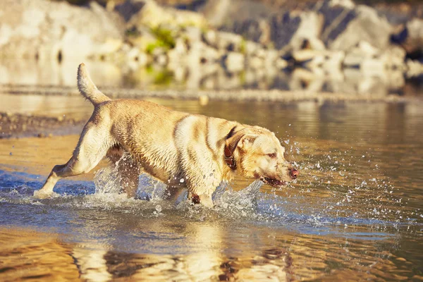 El perro corre en el agua —  Fotos de Stock