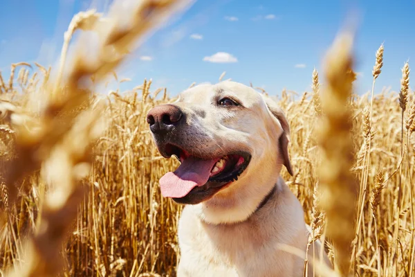 Hond in cornfield — Stockfoto