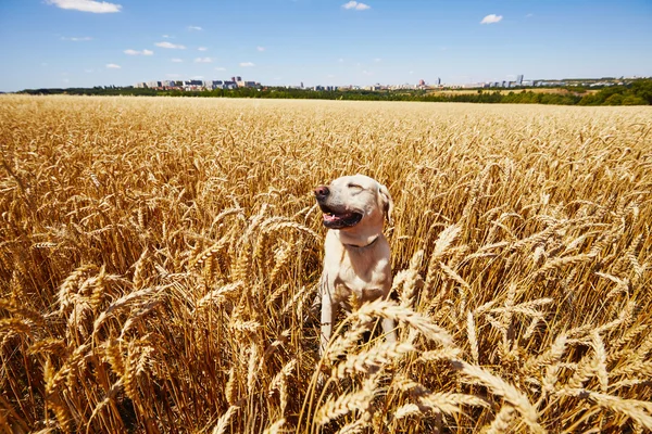 Собака в кукурузном поле — стоковое фото
