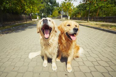 Two golden retriever dogs clipart