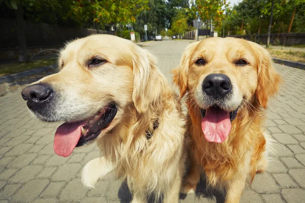 Két golden retriever kutya — Stock Fotó