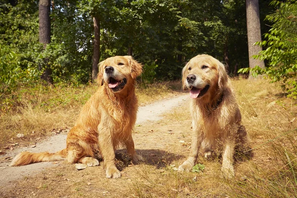 Két golden retriever kutya — Stock Fotó