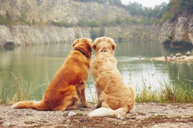 Two golden retriever dogs clipart