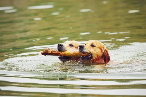 Две собаки в озере — стоковое фото
