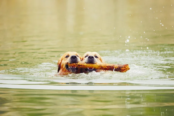 Twee honden in lake — Stockfoto