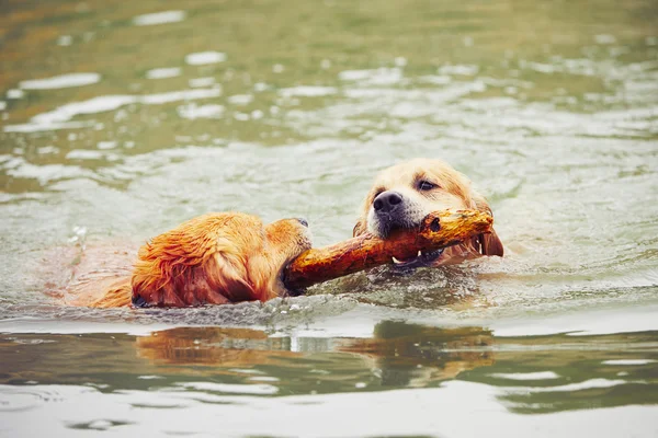 Two dogs in lake — Stock Photo, Image