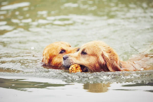Dos perros en el lago —  Fotos de Stock