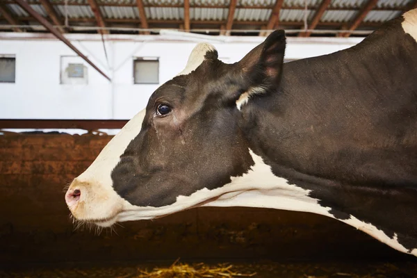 Cowshed — Stok fotoğraf