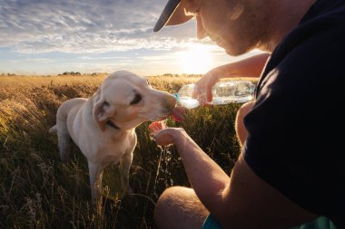 Yaz doğasında köpekli bir adam günbatımında plastik şişeden su içerken sarı labrador Retriever. Sıcak akşam ışığında özen, arkadaşlık ve açık hava yaşam tarzını gösteriyor.