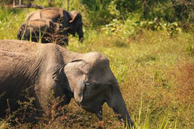 Udawalawe Ulusal Parkı Sri Lanka 'da özgürce otlayan fil sürüleri. Vahşi yaşam, doğa koruma, safari ve tropikal Asya 'daki doğal yaşam alanı.