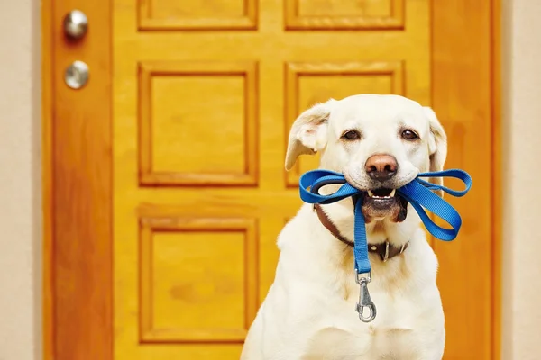 Chien avec laisse — Photo