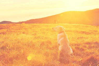 köpek gün batımında