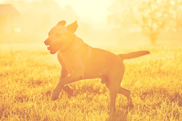 Perro al amanecer — Foto de Stock