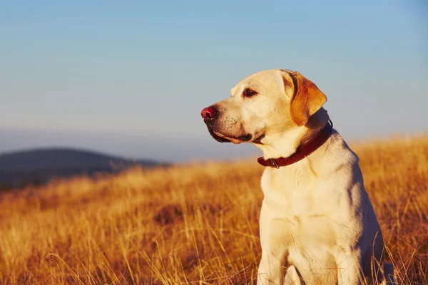 Cão ao pôr do sol — Fotografia de Stock