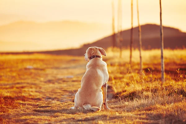 Köpek gün batımında — Stok fotoğraf