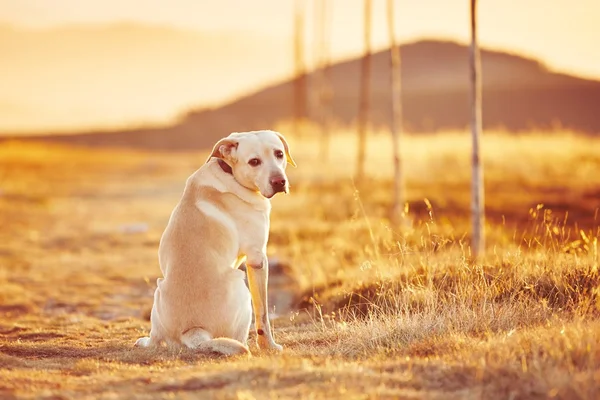 Chien au coucher du soleil — Photo