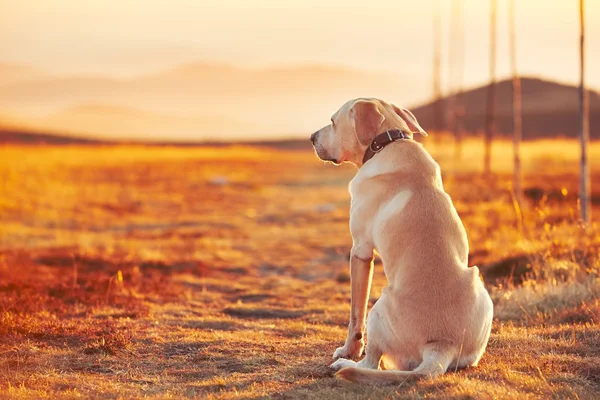 Cão ao pôr do sol — Fotografia de Stock