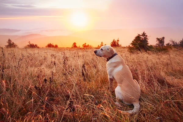 夕暮れ、犬 — ストック写真